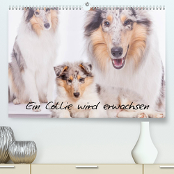 Ein Collie wird erwachsen (Premium, hochwertiger DIN A2 Wandkalender 2023, Kunstdruck in Hochglanz) von Hemlep,  Christine
