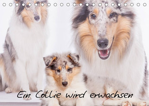 Ein Collie wird erwachsen (Tischkalender 2023 DIN A5 quer) von Hemlep,  Christine