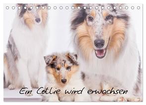 Ein Collie wird erwachsen (Tischkalender 2024 DIN A5 quer), CALVENDO Monatskalender von Hemlep,  Christine