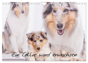 Ein Collie wird erwachsen (Wandkalender 2024 DIN A4 quer), CALVENDO Monatskalender von Hemlep,  Christine