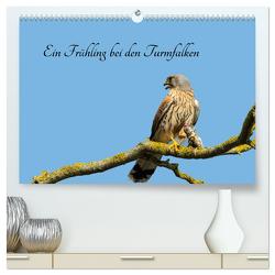 Ein Frühjahr bei den Turmfalken (hochwertiger Premium Wandkalender 2024 DIN A2 quer), Kunstdruck in Hochglanz von Namuth,  Ruth