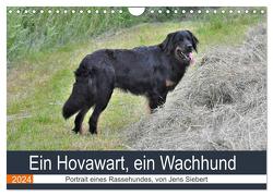 Ein Hovawart, ein Wachhund (Wandkalender 2024 DIN A4 quer), CALVENDO Monatskalender von Siebert,  Jens