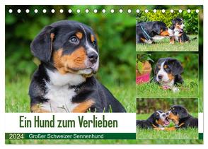 Ein Hund zum Verlieben – Großer Schweizer Sennenhund (Tischkalender 2024 DIN A5 quer), CALVENDO Monatskalender