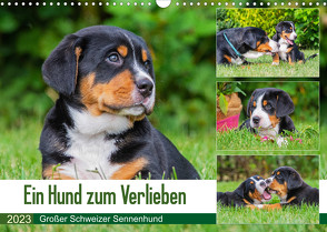 Ein Hund zum Verlieben – Großer Schweizer Sennenhund (Wandkalender 2023 DIN A3 quer) von N.,  N.