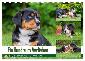 Ein Hund zum Verlieben – Großer Schweizer Sennenhund (Wandkalender 2024 DIN A2 quer), CALVENDO Monatskalender