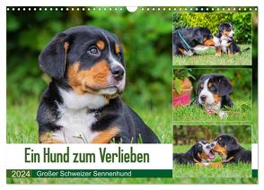 Ein Hund zum Verlieben – Großer Schweizer Sennenhund (Wandkalender 2024 DIN A3 quer), CALVENDO Monatskalender