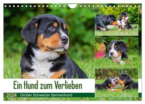 Ein Hund zum Verlieben – Großer Schweizer Sennenhund (Wandkalender 2024 DIN A4 quer), CALVENDO Monatskalender