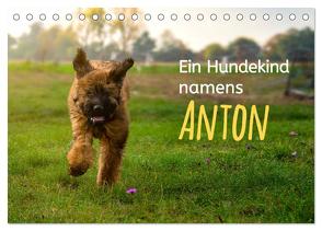 Ein Hundekind namens Anton (Tischkalender 2024 DIN A5 quer), CALVENDO Monatskalender von calmbacher,  Christiane