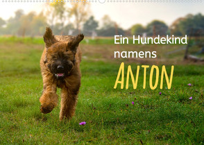 Ein Hundekind namens Anton (Wandkalender 2023 DIN A2 quer) von calmbacher,  Christiane