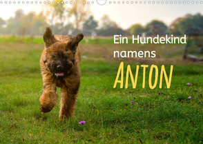 Ein Hundekind namens Anton (Wandkalender 2023 DIN A3 quer) von calmbacher,  Christiane