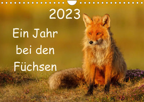 Ein Jahr bei den Füchsen (Wandkalender 2023 DIN A4 quer) von Marklein,  Gabi