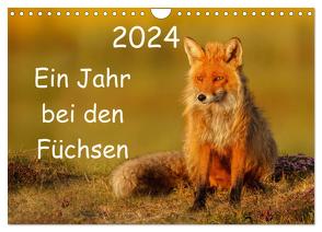 Ein Jahr bei den Füchsen (Wandkalender 2024 DIN A4 quer), CALVENDO Monatskalender von Marklein,  Gabi