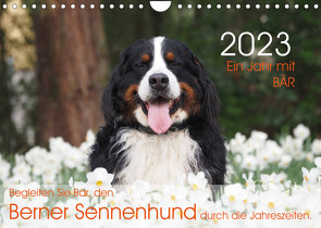 Ein Jahr mit BÄR. Begleiten Sie Bär, den Berner Sennenhund, durch die Jahreszeiten. (Wandkalender 2023 DIN A4 quer) von Brenner,  Sonja