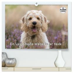 Ein Labradoodle-Welpe in der Heide (hochwertiger Premium Wandkalender 2024 DIN A2 quer), Kunstdruck in Hochglanz von Teßen,  Sonja