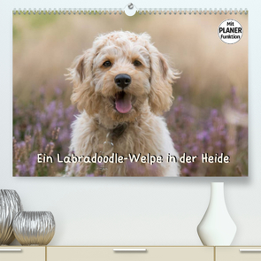 Ein Labradoodle-Welpe in der Heide (Premium, hochwertiger DIN A2 Wandkalender 2022, Kunstdruck in Hochglanz) von Teßen,  Sonja