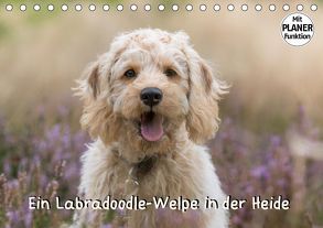 Ein Labradoodle-Welpe in der Heide (Tischkalender 2019 DIN A5 quer) von Teßen,  Sonja