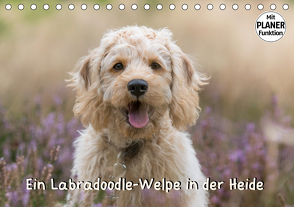 Ein Labradoodle-Welpe in der Heide (Tischkalender 2021 DIN A5 quer) von Teßen,  Sonja