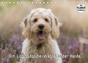 Ein Labradoodle-Welpe in der Heide (Tischkalender 2022 DIN A5 quer) von Teßen,  Sonja