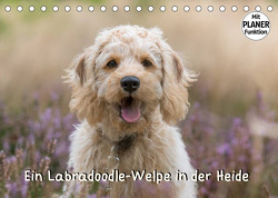 Ein Labradoodle-Welpe in der Heide (Tischkalender 2023 DIN A5 quer) von Teßen,  Sonja