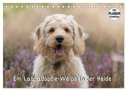 Ein Labradoodle-Welpe in der Heide (Tischkalender 2024 DIN A5 quer), CALVENDO Monatskalender von Teßen,  Sonja