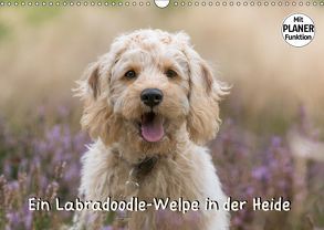 Ein Labradoodle-Welpe in der Heide (Wandkalender 2018 DIN A3 quer) von Teßen,  Sonja