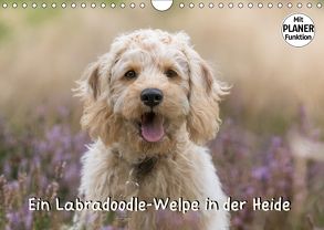 Ein Labradoodle-Welpe in der Heide (Wandkalender 2018 DIN A4 quer) von Teßen,  Sonja