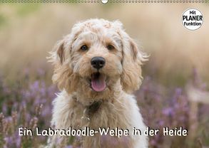 Ein Labradoodle-Welpe in der Heide (Wandkalender 2019 DIN A2 quer) von Teßen,  Sonja