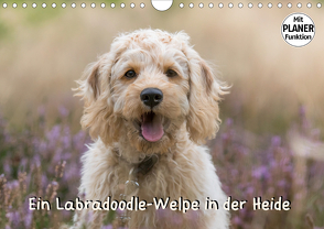 Ein Labradoodle-Welpe in der Heide (Wandkalender 2021 DIN A4 quer) von Teßen,  Sonja