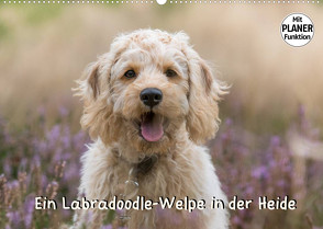 Ein Labradoodle-Welpe in der Heide (Wandkalender 2022 DIN A2 quer) von Teßen,  Sonja