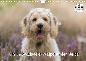 Ein Labradoodle-Welpe in der Heide (Wandkalender 2022 DIN A4 quer) von Teßen,  Sonja