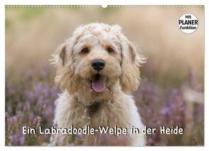 Ein Labradoodle-Welpe in der Heide (Wandkalender 2024 DIN A2 quer), CALVENDO Monatskalender von Teßen,  Sonja