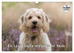 Ein Labradoodle-Welpe in der Heide (Wandkalender 2024 DIN A3 quer), CALVENDO Monatskalender von Teßen,  Sonja