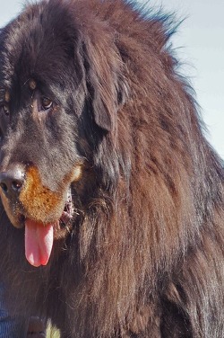 Ein Leben unter Hunden von Royke,  Erhard