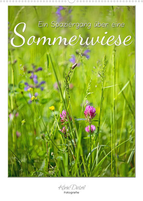 Ein Spaziergang über eine Sommerwiese (Wandkalender 2023 DIN A2 hoch) von Dietzel,  Karin