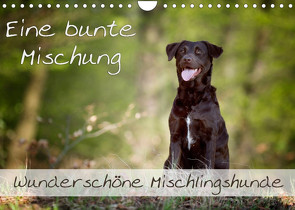 Eine bunte Mischung – wunderschöne Mischlingshunde / Geburtstagskalender (Wandkalender 2023 DIN A4 quer) von Noack,  Nicole