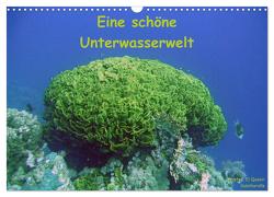 Eine schöne Unterwasserwelt (Wandkalender 2024 DIN A3 quer), CALVENDO Monatskalender von Bauch,  Dorothee