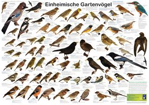 Einheimische Gartenvögel von Welter-Schultes,  F W, Wieland,  F