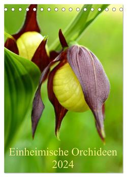 Einheimische Orchideen (Tischkalender 2024 DIN A5 hoch), CALVENDO Monatskalender von Haas,  Wiltrud