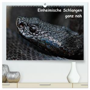 Einheimische Schlangen ganz nah (hochwertiger Premium Wandkalender 2024 DIN A2 quer), Kunstdruck in Hochglanz von Dummermuth,  Stefan