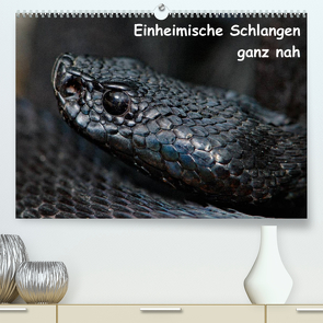 Einheimische Schlangen ganz nah (Premium, hochwertiger DIN A2 Wandkalender 2023, Kunstdruck in Hochglanz) von Dummermuth,  Stefan