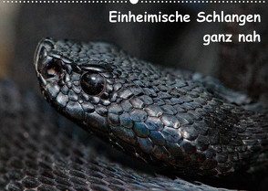 Einheimische Schlangen ganz nah (Wandkalender 2023 DIN A2 quer) von Dummermuth,  Stefan