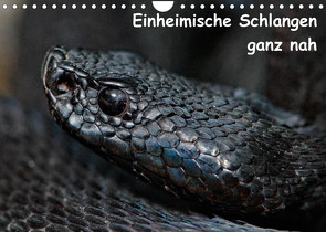 Einheimische Schlangen ganz nah (Wandkalender 2023 DIN A4 quer) von Dummermuth,  Stefan