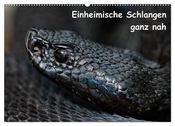 Einheimische Schlangen ganz nah (Wandkalender 2024 DIN A2 quer), CALVENDO Monatskalender von Dummermuth,  Stefan