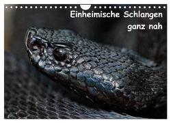Einheimische Schlangen ganz nah (Wandkalender 2024 DIN A4 quer), CALVENDO Monatskalender von Dummermuth,  Stefan
