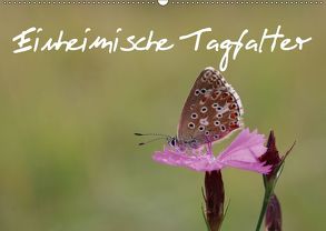 Einheimische Tagfalter (Wandkalender 2019 DIN A2 quer) von Sprenger,  Bernd