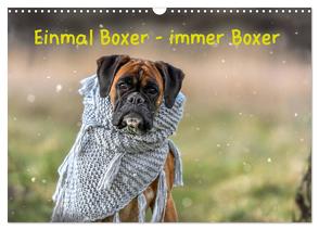 Einmal Boxer – immer Boxer (Wandkalender 2024 DIN A3 quer), CALVENDO Monatskalender von Janetzek,  Yvonne