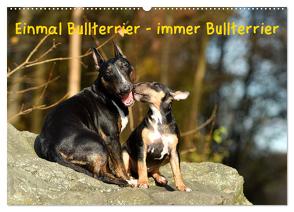 Einmal Bullterrier – immer Bullterrier (Wandkalender 2024 DIN A2 quer), CALVENDO Monatskalender von Janetzek,  Yvonne