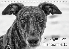 Einzigartige Tierportraits (Tischkalender 2020 DIN A5 quer) von kattobello