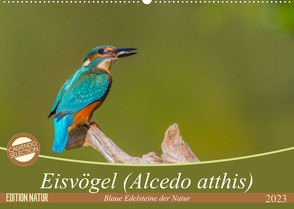 Eisvögel (Alcedo atthis) – Edelsteine der Natur (Wandkalender 2023 DIN A2 quer) von Di Chito,  Ursula