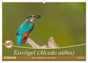 Eisvögel (Alcedo atthis) – Edelsteine der Natur (Wandkalender 2024 DIN A2 quer), CALVENDO Monatskalender von Di Chito,  Ursula